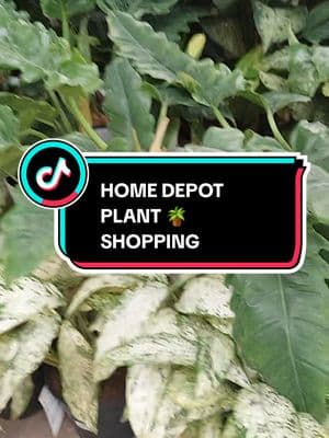 Home Depot has the Plants 🪴 #homedepot #houseplants #plants #PlantTok #plantsoftiktok #plantlover #plantaddict #plantlady #planttherapy #plantmom #plantenthusiast #contentcreator #greengardenbunches #thezubigarden #mamaafrica #coconutoilandlocs #trending #fyp 