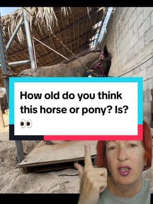 How old do you think this horse or pony is? Or could it be a mini horse and have a really trimmed back tail?  #greenscreenvideo #greenscreen #minihorse #pony #horse #foal #weanling #yearling #horsewelfare #horsedancing #horsemanagement #horseeducation #equestrianeducation #horsestuff #horses #equestrians #horseworld 