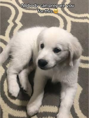 I’d give anything to go back to the days I could carry him around the house 😭 #fyp  #goldenretriever  #bakertheenglishcream #dogsoftiktok #goldenretrieverlife #englishcream #englishcreamgoldenretriever #dog #puppy #snow 