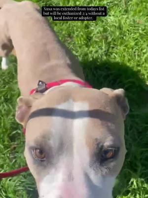 Xuxa needs a solid plan ASAP! she was extended from 2:3 list and she won’t be extended again! Please share! #Texas #viral #fyp #Houston #houstontexas #urgent #euthanized #euthanasia #animalshelter #urgente #barcanimalshelter 