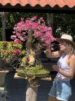 Una bella mañana para hacer lo que más te encanta!!! 🌸🌿☀️ Bella Bugambilia (Veranera) Rosa de avanzada edad con más de 8 años de formación … 🌿☀️🌸🍃🌺 #bonsai #bonsaigarden #bonsaitropical #bonsailife #bonsaitree 