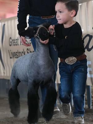 🔥Insane event, world class crew and good livestock🔥 - Had way too much fun working with j hutch media at The Great Western this weekend  #sheepshow #livestock #showcows 