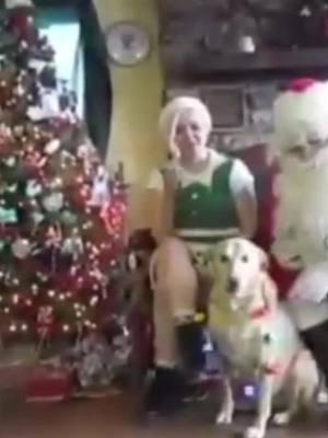 Dutchess met Santa for the first time. She was so scared at first but then realized he was a cool guy.  The past few Christmas’s have been hard without her. #junosplace #Deborahyoung #dogloss #missyou #rip #dogsoftiktok #missingmydog #missingmydog #fypシ 