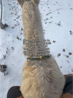 Btw he’s trotting in this video💀💀 that’s as fast as he goes😔 #horse #quarterhorse #lazyhorse #aqha #babyhorse #horseriding #horsegirl #equestrian #horsetok #horselove #horselover #cremello #quarterhorsesoftiktok #cremellohorse #cutehorse #horsetraining #barebackhorse #horsetrotting #3yroldhorse #OlafTheQh #horsesoftiktok #horsetok 