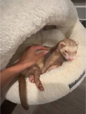 Anyone else’s ferret like leg scratches 😭😂 #ferret #ferrettok #cuteanimals #huron #pets #hyunjin #animals #ferretvideos 