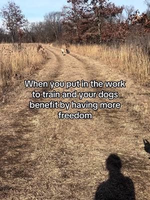 Training for me isn’t just about “looking good” it’s more than the titles and ribbons. For me I love giving my dogs this freedom and seeing them thrive. It makes going anywhere so much more peaceful knowing I can trust my dogs to be off leash #fyp #foryoupage #foryoupage❤️❤️ #foryou #indiana #foryouu #dogs #foryour #dogsoftiktok #dogstandards #dobiesoftiktok #dobermans_of_tiktok #dobermanpinschers #doberman #maligator #malinois #malinoisoftiktok #belgianmalinoisoftiktok #belgianmalinois #poodle #standardpoodle #poodlesoftiktok 