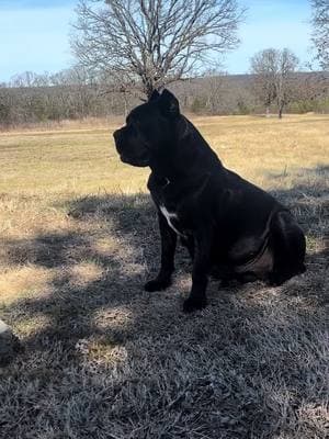 Who runs the world? #females #venomcanecorsos #biteforce700psi #fyp #arkansascanecorsos #alcorcanecorso #countrylife 