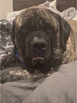 Monday mornings are rough ❤️🐾  #englishmastiff #em #mastiff #squishy #fyp #fypシ #fypage #woof #bear #lapdog #bigdog #dogsoftiktok #hercules #dogsoftiktokviral #sandlot #dogsoftiktokviral🐶🦮 #sweetboy #bigbaby #mastiffsoftiktok #mastiffs #mastifflover #squishyface #jowls 