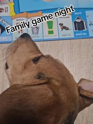 #plumberwife #thishouse #beagle #beaglesoftiktok #hounddogs #goodolddogsandgod #prayingfamily💯🙏 #GameNight #familytime @child of the living God 