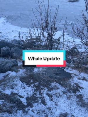 On Nature’s Timeline. #whale #finwhale #whale #mudflats #alaska #update #alaskalife #wildlife #oceanlife #anchorage 