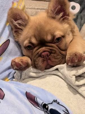 Trying to keep her sleepy eyes open🥰😴😴 #frenchiesoftiktok #frenchiepuppy #frenchielife #frenchielove #frenchiebabyy #frenchiepup #frenchietok #frenchies #frenchiepuppies #frenchy #puppytiktok #bulldog #bulldogtiktok #bulldogpuppy #frenchbulldogs #frenchbulldogsoftiktok #frenchbulldogpuppy #frenchbulldoglife #frenchbulldogworld #frenchbully #frenchiesofinstagram #instafrenchie #frenchiegram #frenchbulldogs4life #napavalley #fyi #bulldogsoftiktok😍🐶  