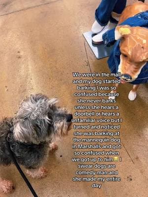 This was one of the funniest moments ever from my dog  😭🐾  #dogs #dogsoftiktok #dogsoftiktokviral #dogsvideo #minischnauzer #schnauzer #schnauzermini #schnauzersoftiktok #fyp #goviral #explore #explorepage #fypviralシ #content #contentcreator #contentcreators #contentcreation #contentcreatortips #massfollowing #ifb #teamwork #teamworkmakesthedreamwork #foryou #foryourpage #foryoupage 