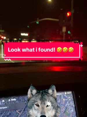 Look what I found!  #graywolf #wolf #tesla #teslamodel3 #model3 #ghetto #ghettofabulous #pimpmyride #hilarious #streetfinds #lookwhatifound #whatyouknow #wow #amazing #insane #lmao #lol #funny #funnytiktok #lolz #people #omg #roar 