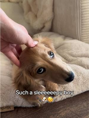 You know I’m a sleepy boy when my ears point the wrong way 😴🐶🐾  #dachshund #dachshundsoftiktok #dachshundpuppy #minidachshund #minidachshundpuppy #minidachshundsoftiktok #puppyeyes #sadpuppyeyes #creamdachshund #puppylove #dogsoftiktok #cutepuppy #creatorsearchinsights 