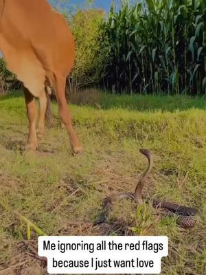 The cobra was like "Hey, come back and show me some more affection!" 😂 🐍 🐮 @joshjames.official #wildlife #humor #redflags #evergladesholidaypark #viralvideos