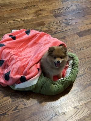 Jumpstart lesure Puppy Blanket for small dogs #Dog #Dogs #cachorro #perro #paratii #tiktokshopusa #tiktokshopping #TikTokShop #pomeranianpuppy #poneranian #mascota #mujeremprendedora #tiktokshopworld #tiktokshopworldwide #paratii #blanket#cobijaparaperros #animals #hermosopomerania