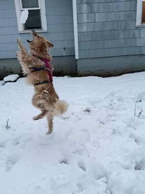 Happy #GoldenRetrieverDay I’m in #Hawaii but Timber’s home with her uncle ❄️ 