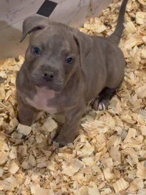 Pups almost 8 weeks old!  👀🏡 #bullybandits #bluepuppies #bluebrindle #americanbulldogs #americanbullies #boerboels #presacanario #pitbull #neapolitanmastiff 