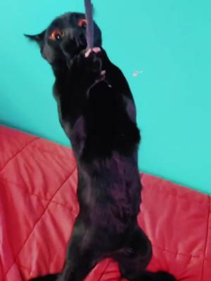 A #cat named #KevenJosef gets his #dance on - #dancer #dancetok #cattok #catlife #discocat #dancecat #cats 