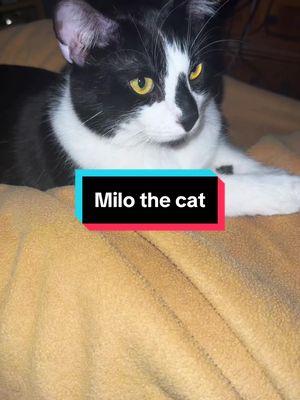 I’m not happu about it…🫤 #MiloTheCat #tuxedocat #tuxedocatsoftiktok #tabbycat #catsoftiktok #purrfect #cat #meow #tabbycatsoftiktok #catlover #catlove #catlife 🐾🤭😉