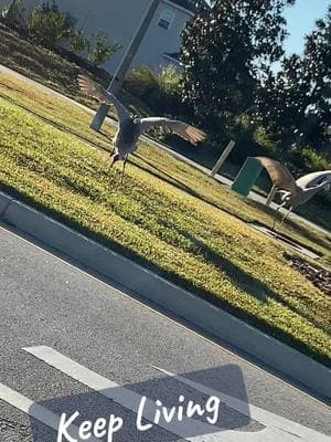 #keepliving #crane #cranes #florida #birdlife #birdwatch #feathers #jump #fun 