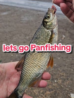 @Panfish Nation @Panfish Slayers @morethanfishing @hardmanfishing @PANfish_official @Shiners Agency @GoldenShineR @PanFish @bluegillsarebluenotgreen🔵🚫🟢 @bluegillfisherman #goldenshiner #bounty #catchandrelease #fishtok #fishy #fishing #fishinglife #panfish #bluegillfishing #bluegill #sunfish #panfishing #shellcracker #hunting #hunt #whiskyslough #redear #marina #stockton #holtcity #redsunbreastsunfish 