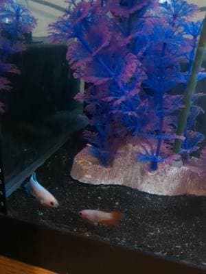 she makes fleurette look tiny wtf #fyp #fishy #fish #fishies #fishes #fishtok #fishtank #betta #bettatok #bettasoftiktok #fishoftiktok #🐟 #fishhooks #aquarium #sororitytank 