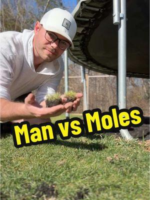 Is it moles or vols? Idk #lawn #landscaping #yard #DIY #satisfying #moles #vols 