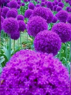 🔥Discover the extraordinary! This onion - like wonder, the Allium giganteum, blooms into a stunning blue - purple lollipop - shaped flower ball. Dreaming of a vibrant garden next year? Plant it now! 🌱💜 #AlliumGiganteum #UniqueFlowers #BluePurpleFlowers #FlowerBulbs #GardenDecor #PlantNow #NextYearBloom #TikTokMadeMeBuyIt #Gardening #FlowerPower #TrendingPlants #HomeGarden #YardMakeover #BuyNow #FlowerLovers #Landscaping #TikTokShopLastChance #TikTokShopNewYearNewAura #spotlightfinds #tiktokmademebuyit #TikTokShop #TikTok 