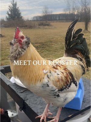 He’s a young one still but to be fair… he sees me daily. My husband doesn’t interact with him much. 🐓 #roosters #mhambassador #meanrooster #raisingchickens @Meyer Hatchery 