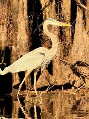 I love kayaking through the swamp looking at nature. I was there for 8 hour’s. Not one alligator.. Too cold for them. Happy Tuesday. #sharih55 #conwaysc #southcarolina #oldtownkayak #oldtownkayaks #kayaking #nature #havefun #solo #travel #getoutside #livingmybestlife #neverstopexploring 