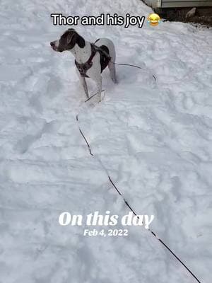 #onthisday #fyp #dogmom #dog #dogsoftiktok #dogperson #goodvibes #snowday #playinginthesnow #puppyfun 