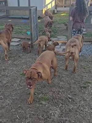 Last full day all together so of course we had to get some pack time! Yellow collar, now known as Tallulah, will be heading out this afternoon! Bittersweet but I can't wait for her to meet her wonderful family! #doguedebordeaux #puppy #cute #powerofthepack #dog #bigdog #frenchmastiff 