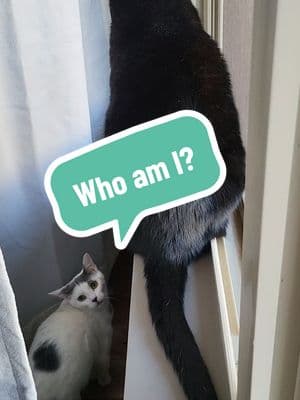 I guess she's bomba now.  #nekyzero #pets #funny #cats #viral #trending #fypシ #funnycat 