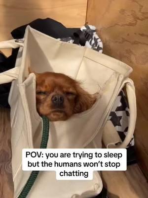 let me sleep in peace  #cavalierkingcharles #cavalierkingcharlesspaniel #cavalier #cavalierpuppy #cavalierlove #cavaliertiktok #puppytok #cavaliercommunity #dogpurse #dogbag 