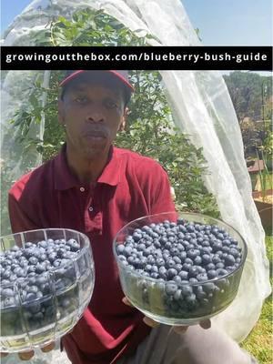 Blueberries grow larger and sweeter doing this! growingoutthebox.com/blueberry-bush-guide Shop growingoutthebox.com for blueberry bush netting. #gardening #growingoutthebox #gardentips #growingblueberries #reelstrending #growyourownfood #garden #blueberrybush #instagramreels #facebookreelsviral