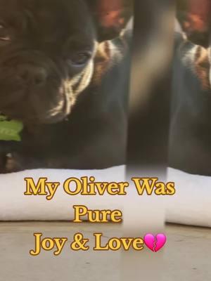 #jawhansreality #rip #brokenheart #lost #mybaby #dogsoftiktok #frenchie #dogdied #sendprayers #crying #sadness #healing #morn #why #shocked #putdown #spiritual #Love 