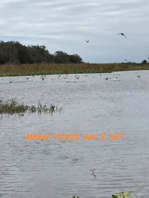 #coot #duck #duckhunting #boat #hunting #🦆 #water 