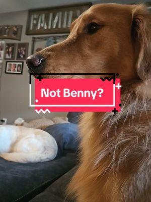 Not Benny? #dogmom #newname #goldenretriever #dog #name #trending #bennythegoldenboy2022 #foryoupage #dogsoftiktok #bennythegoldenboy2022 #foryoupage #dogsoftiktok #fypシ #puppiesoftiktok #viralvideo #fyp 