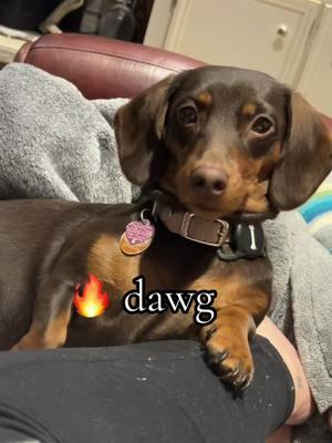 she’s the $het 😁😁 #fyp #viral #hotdog #sausagedog #bigdeal #dachshund #dogsoftiktok #eminem #dawg #wholetthisdogout #favored #princessdog #queenb #incharge #diva #weenie #bossdog #cutestdogontiktok #trending #populardog