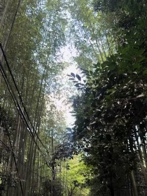 Arashiyama Bamboo Forest, Kyoto Japan #fyp #travel #fypシ #thingstodoinjapan #kyoto 