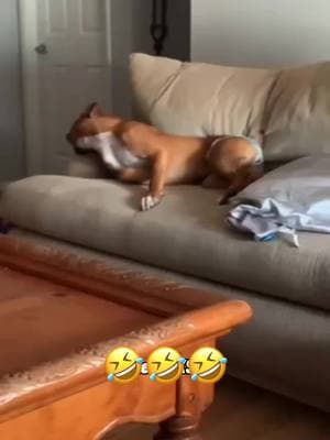 🤣🤣#dog #pet #animal #voiceover #funny #funnyvideos #foryou #viral 