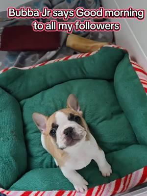 he likes to talk to me #puppyfever #puppy #puppytiktok #puppylife #puppydog #puppies #puppiesoftiktok #thatsmypuppydog #puppyphase #cutepuppy #cutenessoverloaded #puppiestiktok #frenchiesoftiktok 