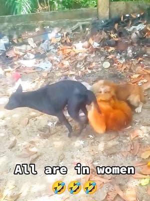 All are in women 🤣 #dog #dogsoftiktok #dogsofttiktok #dogs #dogsvideo #dogsoftiktokviral #dogsontiktok #dogsotiktok #tiktokanimals #animalsoftiktok #animalworld #animals #animal #animalplanet 