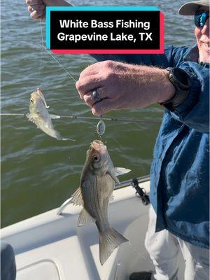 Let’s go fishing with @Captain Omar #whitebass #grapevinelake #texas #fishing #guideservice #slab #whitebassfishing  @jigginjer  @A.J. Travis 