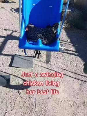 #samanthaharrison91 #chickens #chickensoftiktok #homestead #freerange #freerangechickens #crazychickenlady #swinging  #harrisonfunnyfarm #swingingchicken 