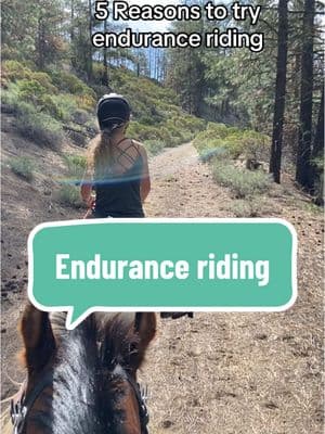 Is 2025 your year to go for it? Instead of dreaming about endurance riding make it happen 💪🏼🐎 #enduranceriding #endurancerider #endurancehorse #arabianhorses #endurance #trailriding #trailride #horseriding #horsebackriding 