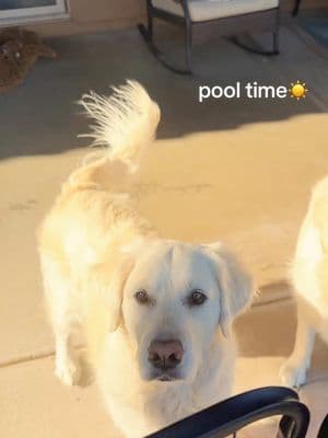 Leia and Rey’s favorite thing to do is swim🐾💦 Since the pool is too cold right now here are some videos from the summer I thought I’d share! #dogsoftiktok #englishcreamgoldenretriever #PetsOfTikTok #cutedog #dogsisters #doglover #goldenretriever #funnydogvideos #swimmingdog #creatorsearchinsights 