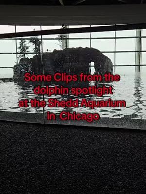 i got to visit this weekend, sory for the mediocre video i was to busy watching @Shedd Aquarium #aquarium #dolphins #sheddaquarium #chicago #dolphinshow #fun #weekendtrip 