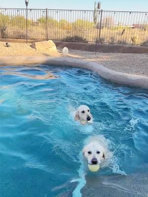 It’s eventful of course 🎪 #dogsoftiktok #englishcreamgoldenretriever #PetsOfTikTok #cutedog #dogsisters #doglover #swimmingdog #funnydogsoftiktok #funnydog #funnydogvideos 